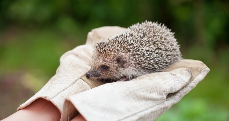 Yaban Hayatını Korumak: Doğanın Dengesine Katkı