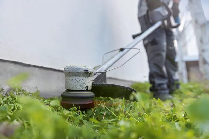 Bitkiler: Doğayı İçeri Taşımak